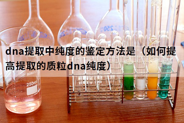 dna提取中纯度的鉴定方法是（如何提高提取的质粒dna纯度）