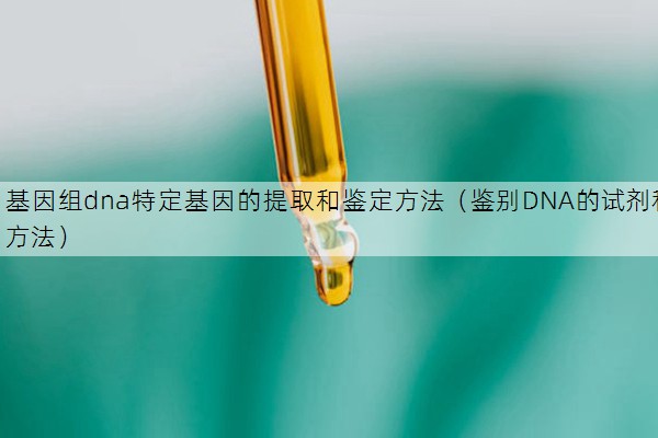 基因组dna特定基因的提取和鉴定方法（鉴别DNA的试剂和方法）